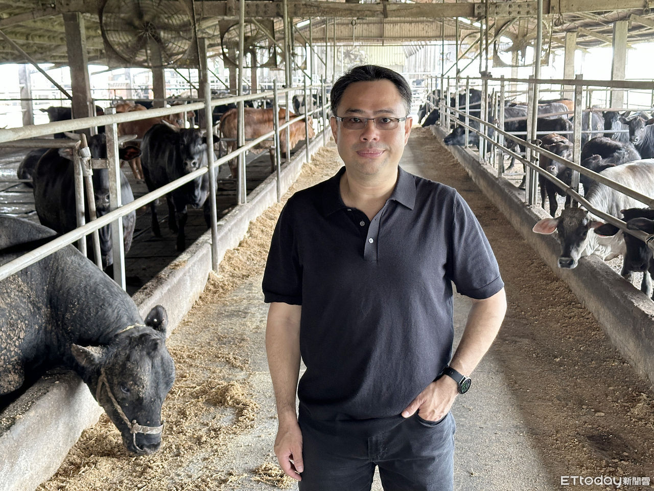 ▲台灣肉牛產業發展協會理事長張志名提到，目前小公乳牛一頭約幾千元。（圖／記者林挺弘攝）