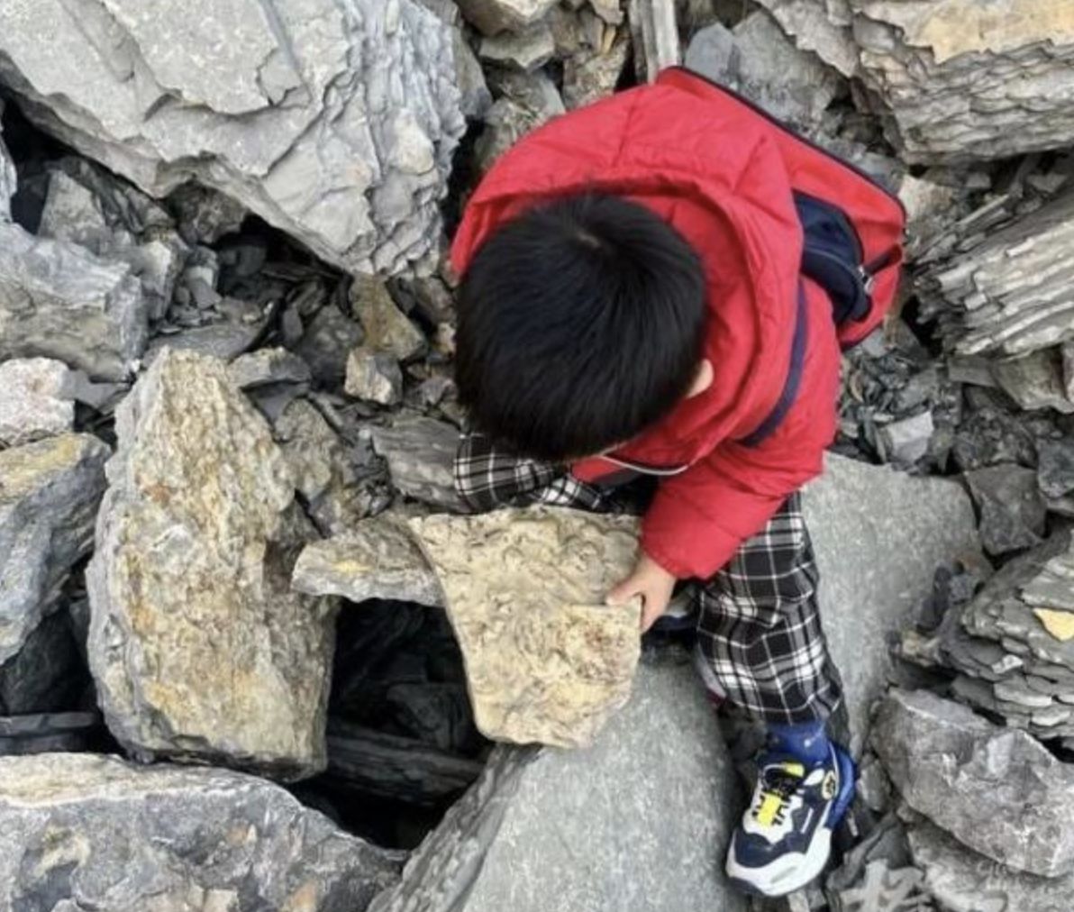 ▲▼「我找到了！」5歲弟爬山撿怪石頭　竟是5億年前古生物化石。（圖／翻攝自橙柿）