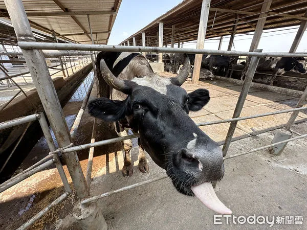 ▲在台紐貿易協定背後，台灣酪農業、肉牛業和牛肉湯業正面臨一場從未有過的危機，這些行業有哪些眉角？各自又是怎麼尋求出路？屆時酪農若扛不住而退場，會不會引發整個產業鍊萎縮，甚至讓台南牛肉湯消失？。（圖／記者林挺弘攝）