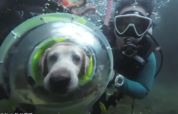 ▲▼狗生第一次潛水　11歲退役緝毒犬戴特製頭盔「認真看海底」。（圖／翻攝自抖音＠Chris隊長日記）