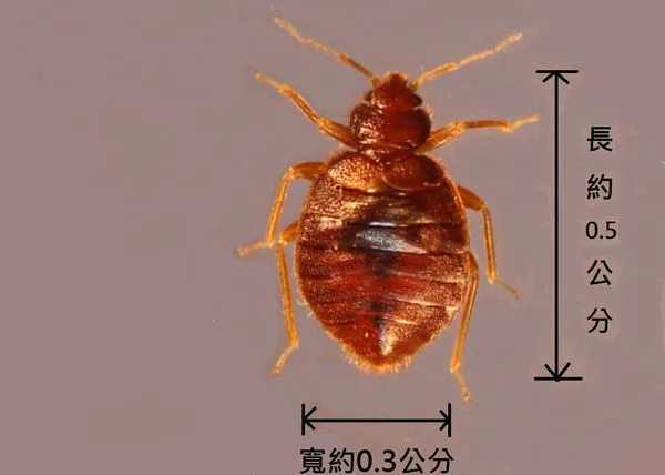 ▲南韓爆發臭蟲（床蝨bedbug）危機，國內日前也傳出疑似案例。（圖／翻攝自環境部網站，下同）