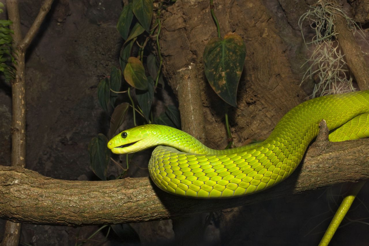 Extremely venomous' green mamba on the loose in Netherlands