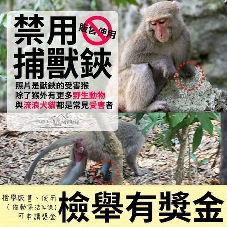 ▲▼高雄壽山驚見「斷掌獼猴」！殘忍畫面曝光，初判遭獸鋏夾傷 。（圖／翻攝自台灣獼猴共存推廣協會）