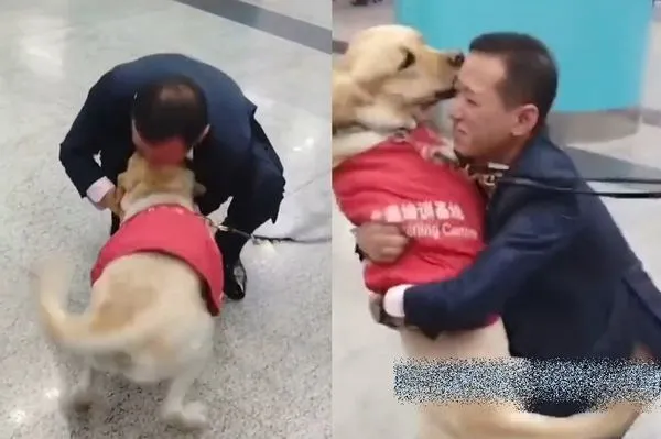 ▲導盲犬退役被認養了　機場認出「熟悉面孔」激動討抱：原來是你！。（圖／翻攝自微博／浙江日報）