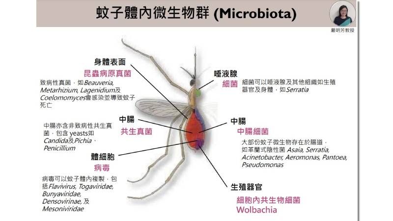 強烈吸引力！　你有「苯乙酮」味道嗎？恐是蚊子的天菜