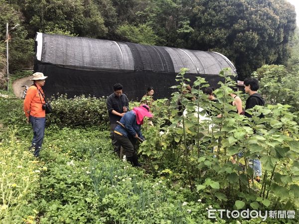 ▲▼仁愛鄉松林社區發展協會執行苧麻復育情形。（圖／林業保育署南投分署提供）