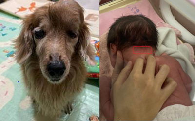 臘腸狗額頭頂巨大腫瘤離世　跟媽約定當寶寶「認脖子上記號」
