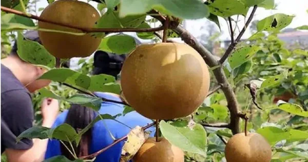 總是夢到1株梨樹　男子尋樹27年意外找到親生父親、姊姊