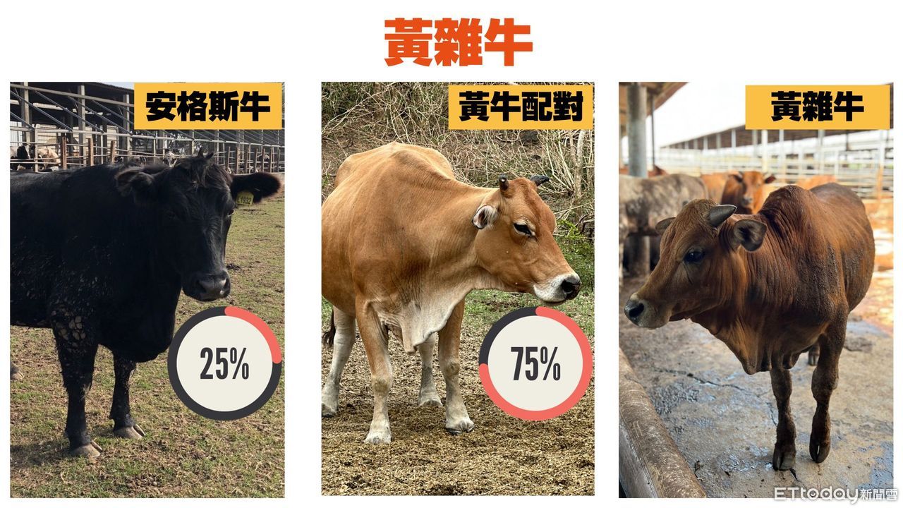 ▲黃雜牛，黃牛比例佔75%，安格斯佔25%。（圖／記者陳詩璧製）