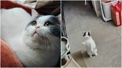 寵物監視器拍下愛貓「站起身揮手」　搭配一聲喵網融化：能看100遍