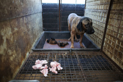 韓立法「禁吃狗肉」半年後生效！補身湯業者轉型失敗　怒告要賠償