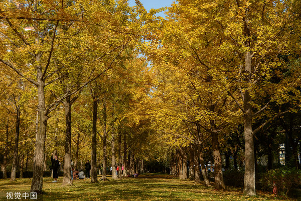 ▲杭州市銀杏林。（圖／CFP）