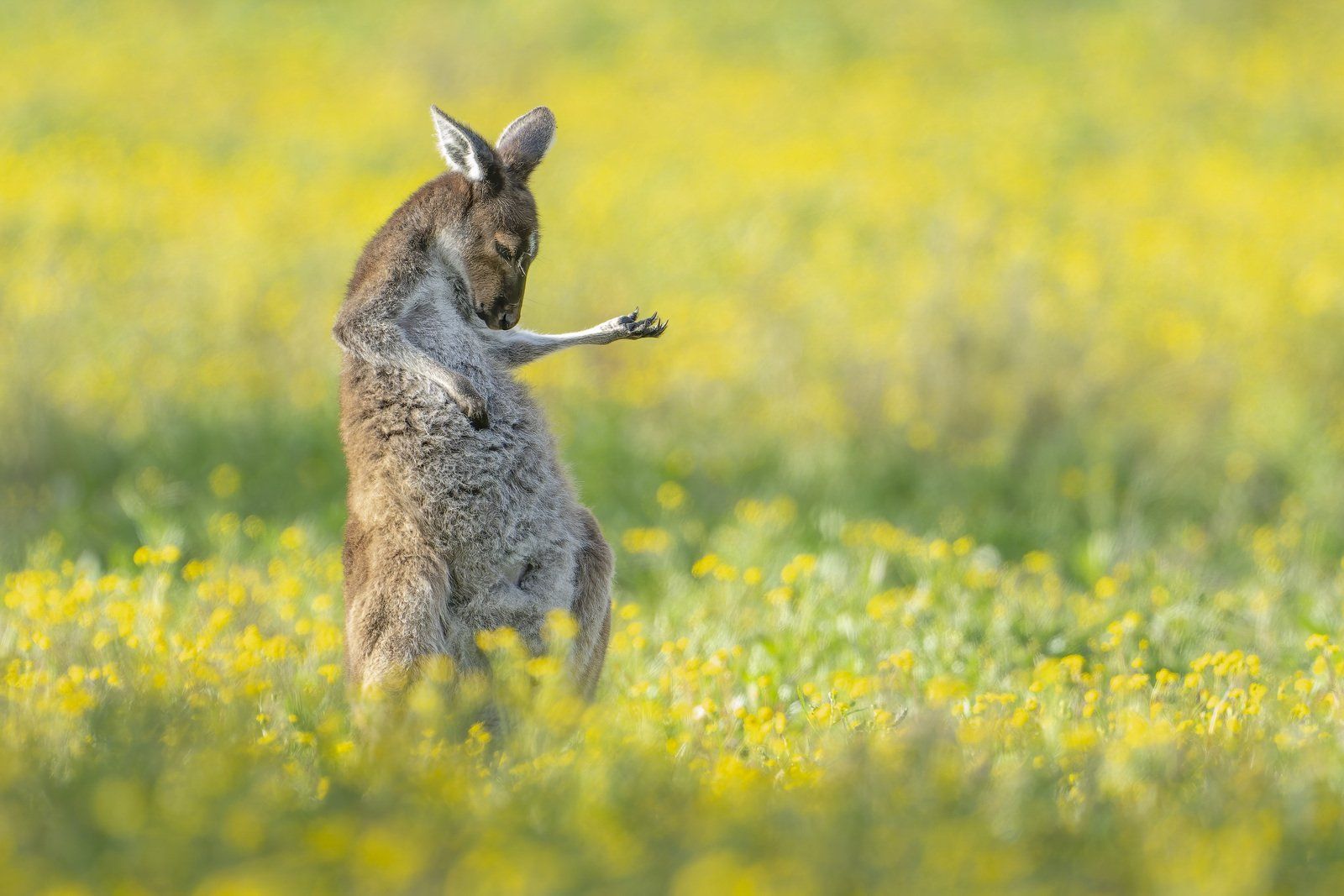 ▲▼2023「搞笑野生動物攝影大賽」Comedy Wildlife Photography Awards。（圖／翻攝自comedywildlifephoto）