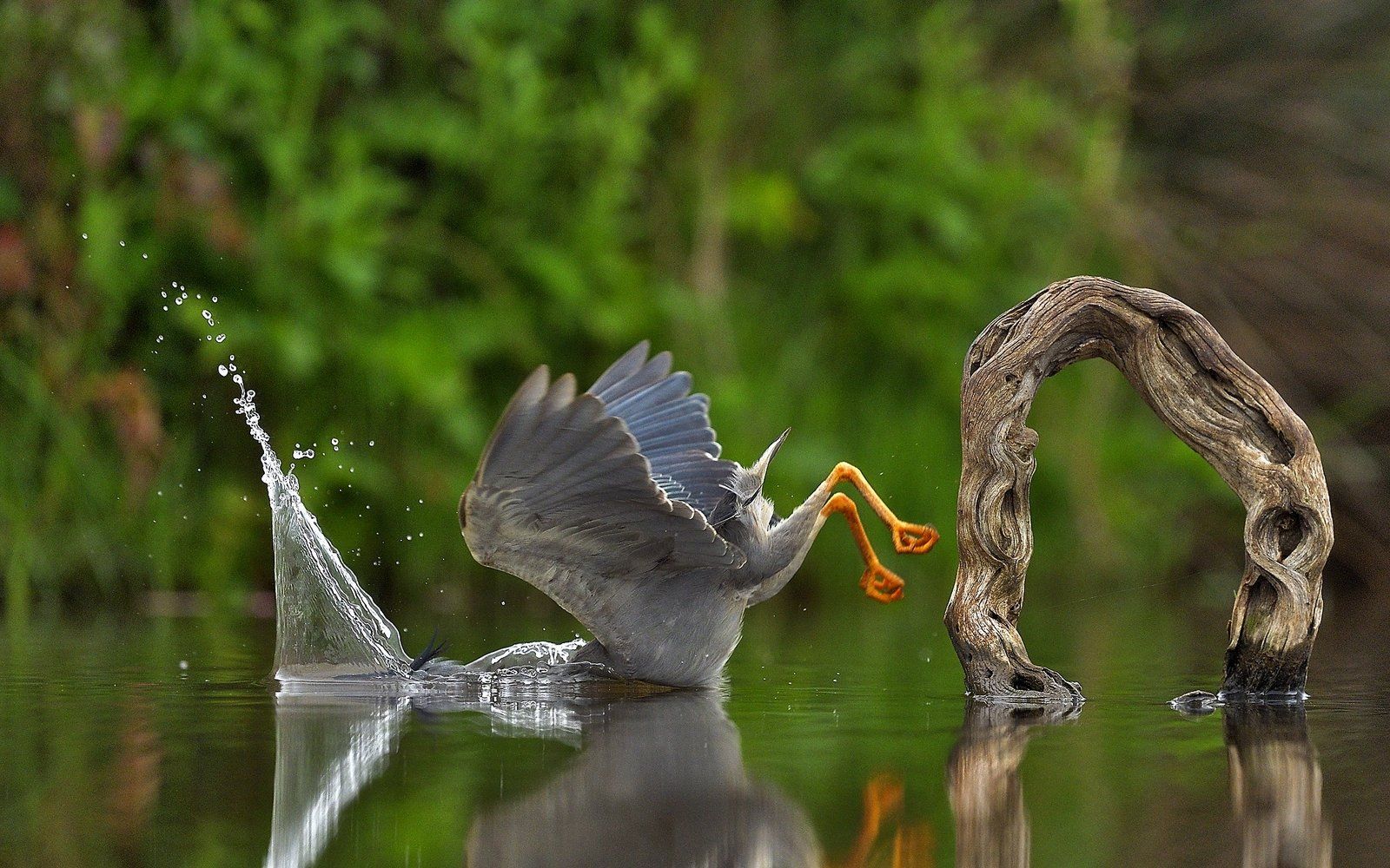 ▲▼2023「搞笑野生動物攝影大賽」Comedy Wildlife Photography Awards。（圖／翻攝自comedywildlifephoto）