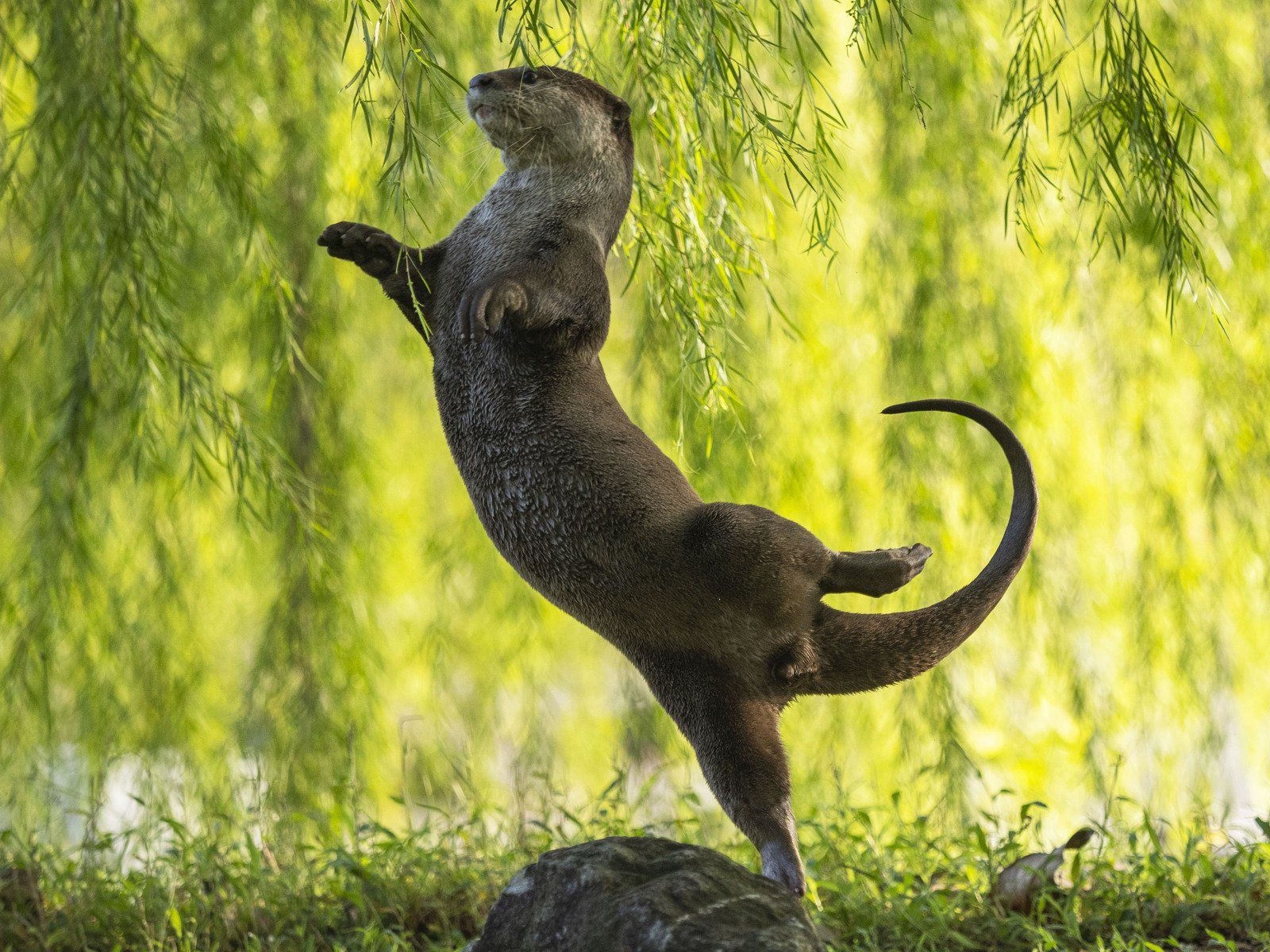 ▲▼2023「搞笑野生動物攝影大賽」Comedy Wildlife Photography Awards。（圖／翻攝自comedywildlifephoto）