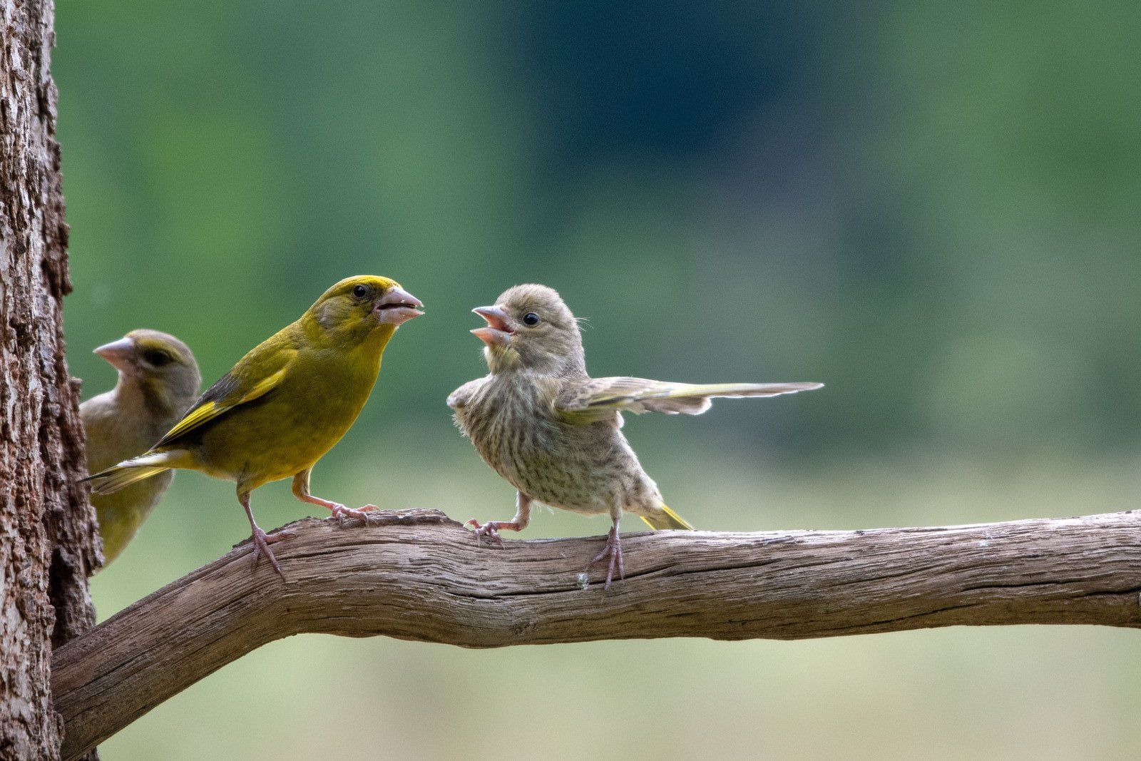 ▲▼2023「搞笑野生動物攝影大賽」Comedy Wildlife Photography Awards。（圖／翻攝自comedywildlifephoto）