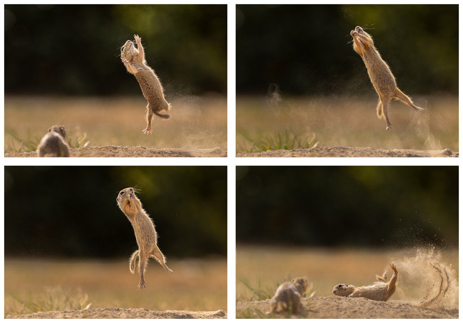 ▲▼2023「搞笑野生動物攝影大賽」Comedy Wildlife Photography Awards。（圖／翻攝自comedywildlifephoto）