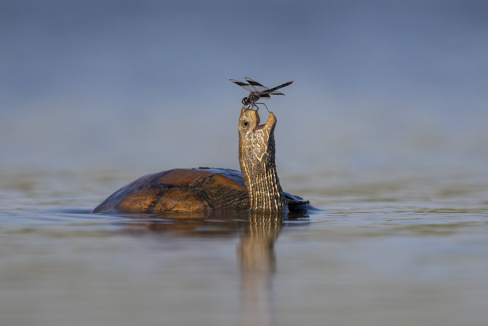 ▲▼2023「搞笑野生動物攝影大賽」Comedy Wildlife Photography Awards。（圖／翻攝自comedywildlifephoto）