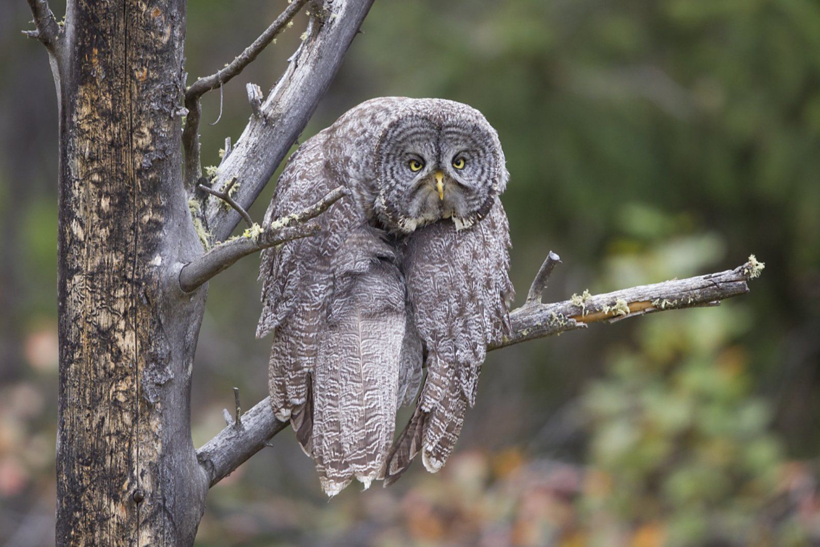 ▲▼2023「搞笑野生動物攝影大賽」Comedy Wildlife Photography Awards。（圖／翻攝自comedywildlifephoto）