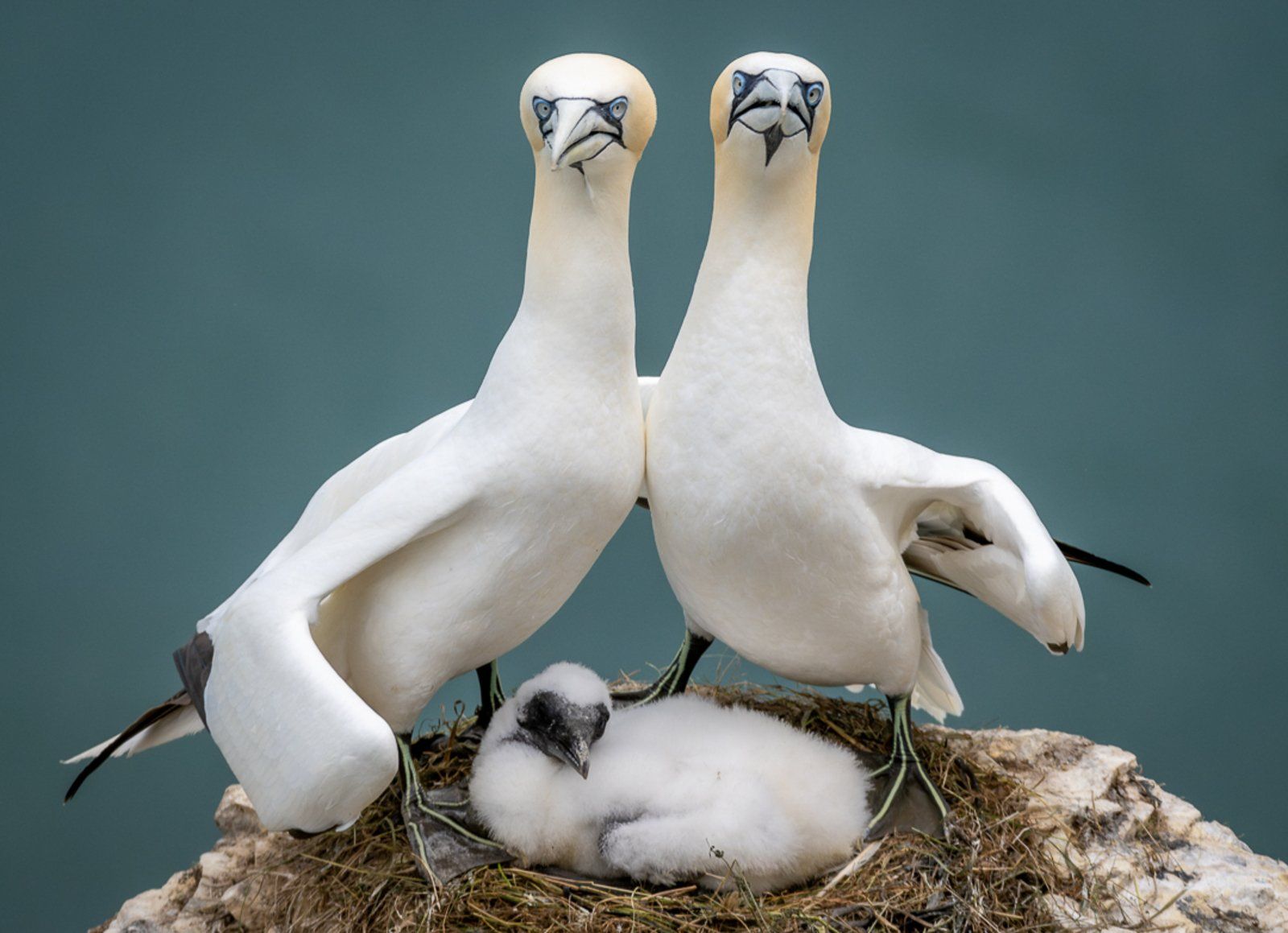 ▲▼2023「搞笑野生動物攝影大賽」Comedy Wildlife Photography Awards。（圖／翻攝自comedywildlifephoto）