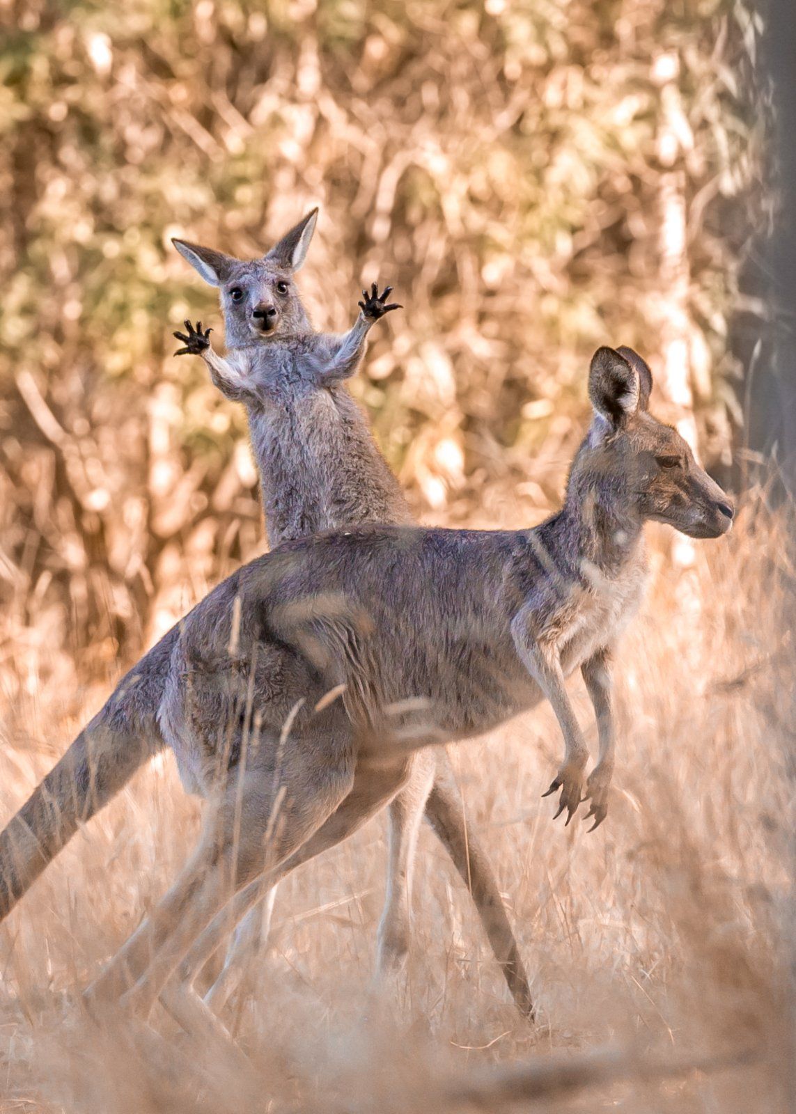 ▲▼2023「搞笑野生動物攝影大賽」Comedy Wildlife Photography Awards。（圖／翻攝自comedywildlifephoto）