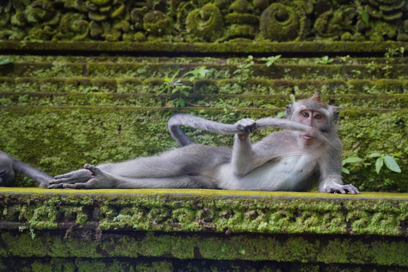 ▲▼2023「搞笑野生動物攝影大賽」Comedy Wildlife Photography Awards。（圖／翻攝自comedywildlifephoto）