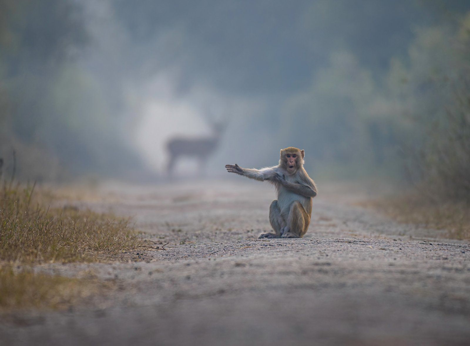 ▲▼2023「搞笑野生動物攝影大賽」Comedy Wildlife Photography Awards。（圖／翻攝自comedywildlifephoto）