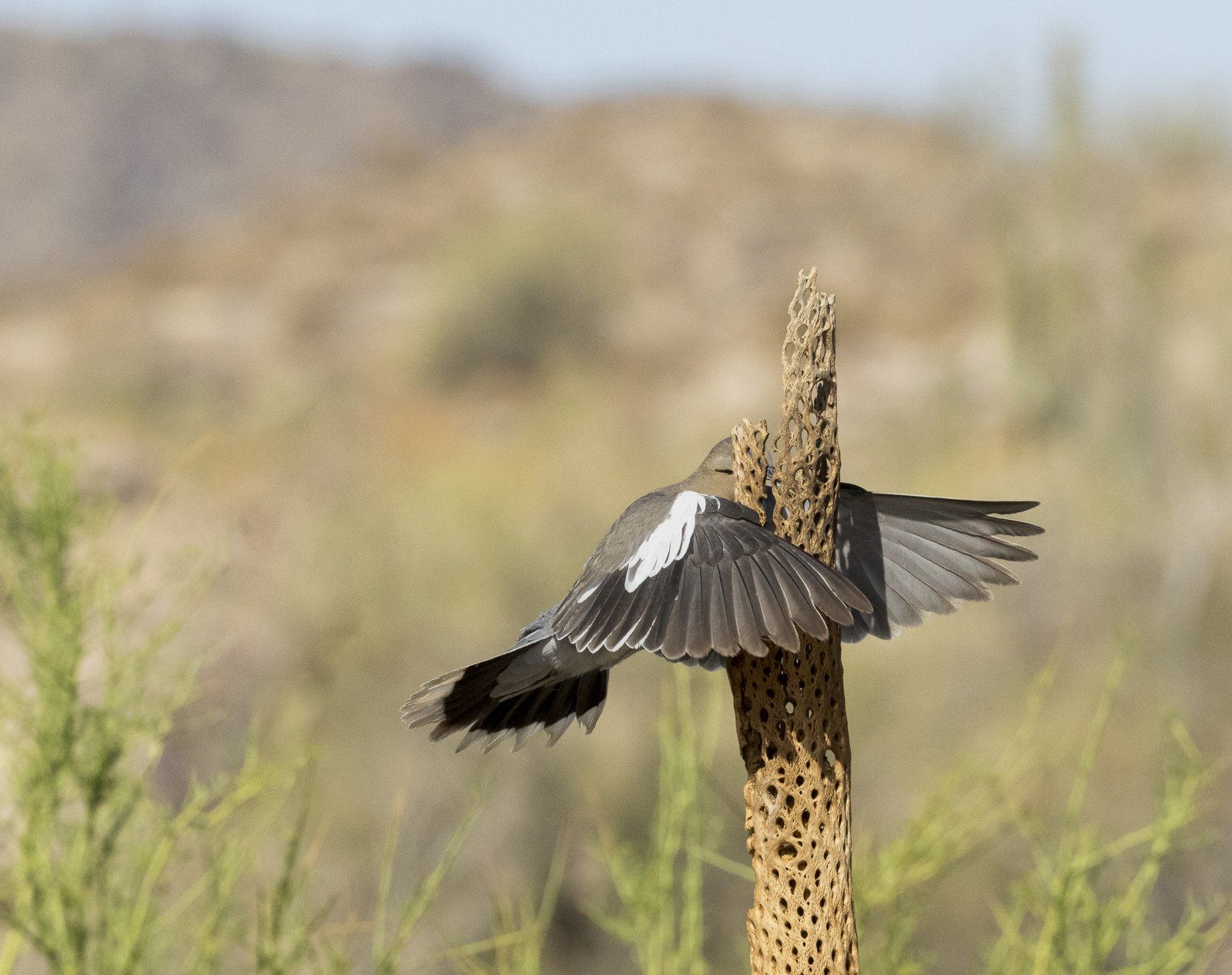 ▲▼2023「搞笑野生動物攝影大賽」Comedy Wildlife Photography Awards。（圖／翻攝自comedywildlifephoto）