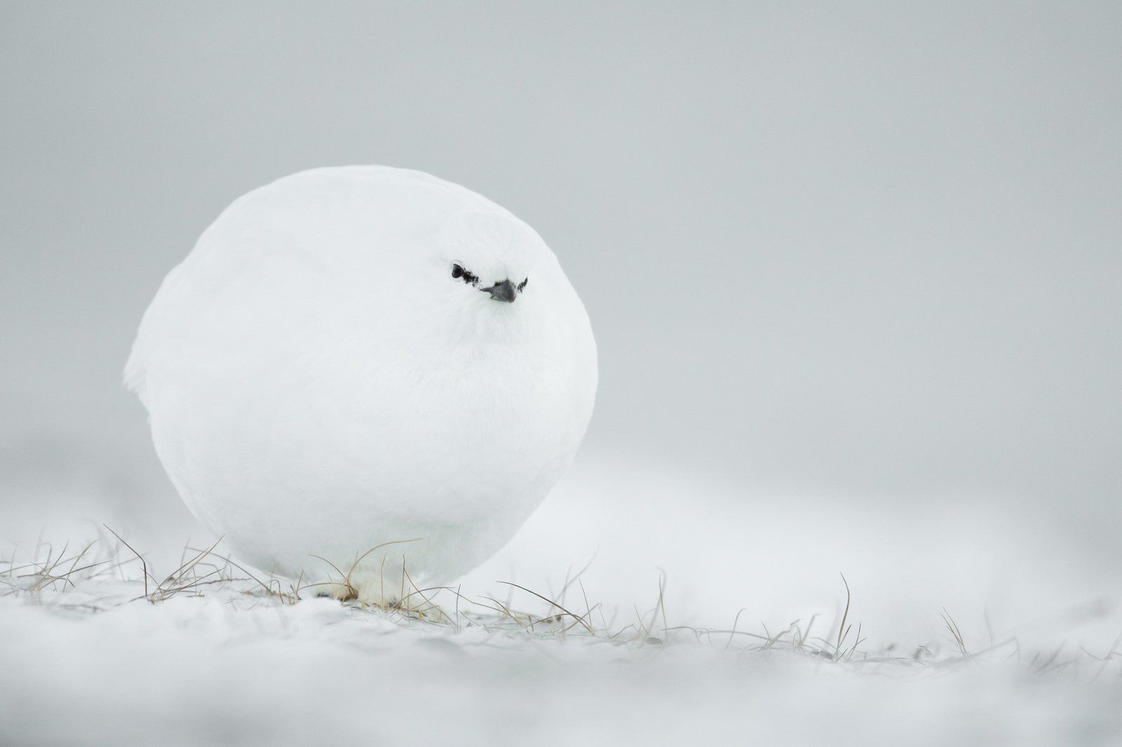 ▲▼2023「搞笑野生動物攝影大賽」Comedy Wildlife Photography Awards。（圖／翻攝自comedywildlifephoto）