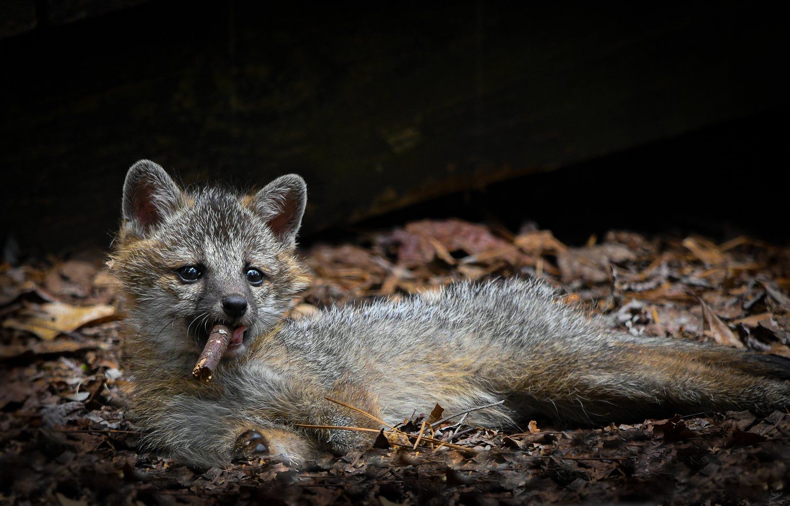 ▲▼2023「搞笑野生動物攝影大賽」Comedy Wildlife Photography Awards。（圖／翻攝自comedywildlifephoto）