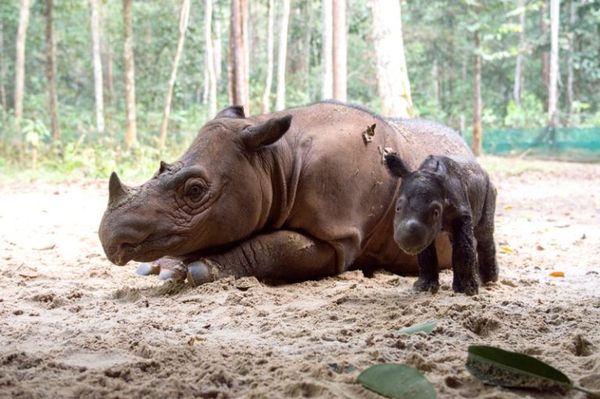 ▲▼全球只剩不到80頭　蘇門答臘犀牛寶寶印尼誕生。（圖／翻攝waykambas網站）