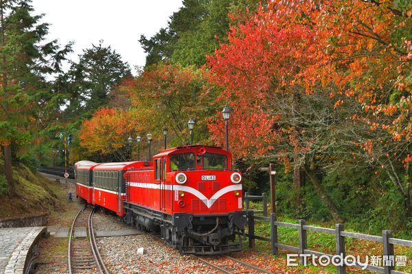 ▲阿里山賞楓主題列車。（圖／林業保育署提供）