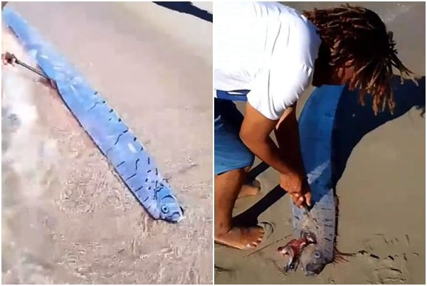 ▲▼多明尼加北部海灘出現俗稱地震魚的皇帶魚。（圖／翻攝自X）