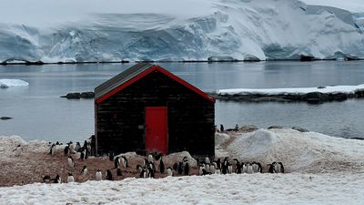 南極洲最偏遠郵局徵才！月薪7萬「幫企鵝鏟屎」　每年吸引數百人申請