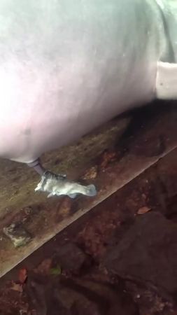 這隻男海豚的生殖器，套進死魚身體裡。（翻自《每日星報》）