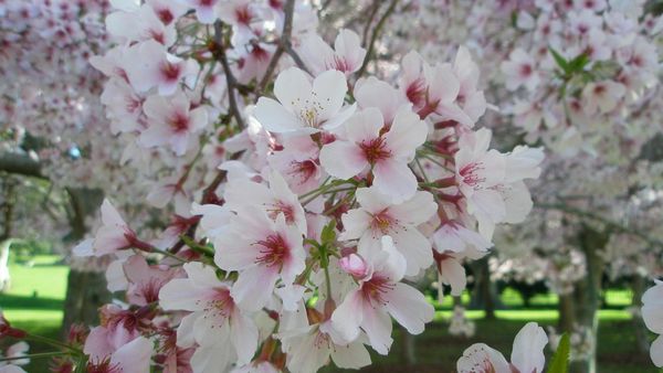 ▲▼紐西蘭,奧克蘭獨樹山康沃公園（One Tree Hill – Cornwall Park）賞櫻花。（圖／翻攝自Cornwall Park官網）