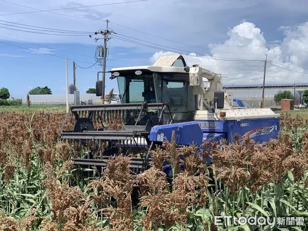 ▲金酒契作國產高粱釀酒，帶動農地多元利用。（圖／農糧署提供）