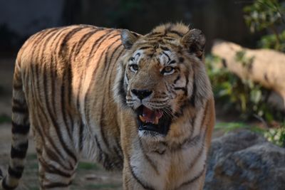 新竹動物園孟加拉虎「六福」睡夢中離世！得年18歲　園方曝光死因