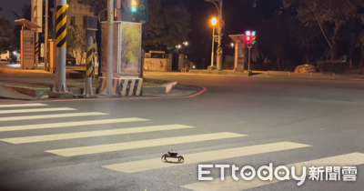 台南路上驚見「螃蟹過斑馬線」橫著走 網友驚呼:比人還守規矩!