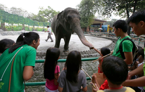 馬尼拉動物園明星母象「馬麗」，生前獨居超過30年。（圖／達志／美聯社）