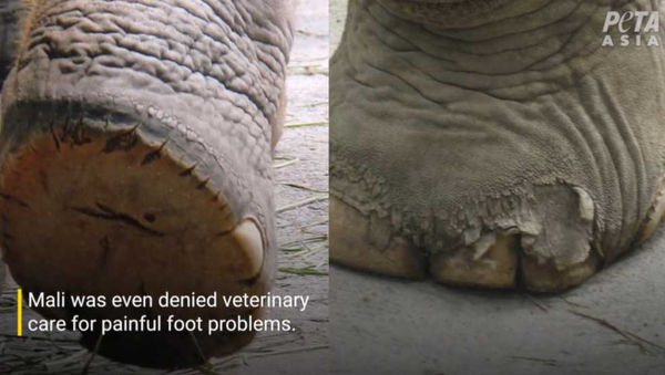 動保人士指出，馬麗長期獨居，讓牠缺少母象之間緊密聯繫的生命體驗，足部也有病痛。（圖／翻攝自PETA Asia）