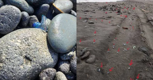 近日有民眾到台灣東部海岸遊玩，發現沙灘上散落大量僧帽水母。（圖／翻攝自爆廢1公社）