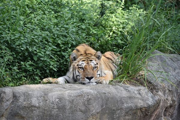 ▲▼18歲孟加拉虎「六福」離世。（圖／新竹市動物園提供）