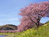 看日本第一美河津櫻祭與熱海梅園