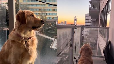 以為愛犬凝望天空「思考狗生」　跟著看發現：交流新對象ing