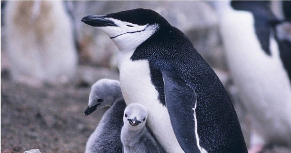 帽帶企鵝每天要打瞌睡約1萬次，每次只持續4秒鐘左右。（示意圖／pixabay）