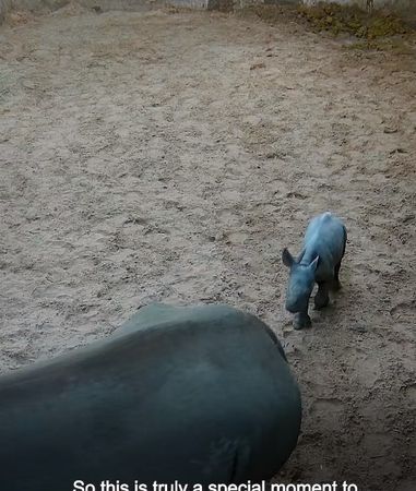 ▲切斯特動物園的犀牛媽媽Zuri生寶寶。（圖／翻攝自Facebook／Chester Zoo）
