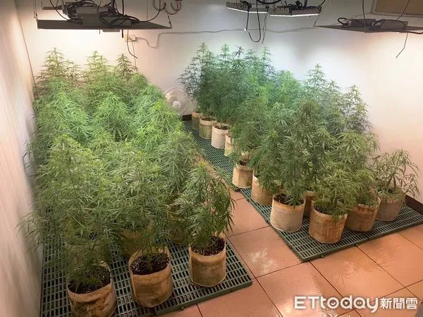 ▲警方查獲鐵皮工廠掩護的室內大麻盆栽場。（圖／楊梅警分局提供）