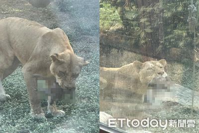 母獅吞猴網擔心太餓　壽山動物園：跟人一樣吃飽還是會想吃