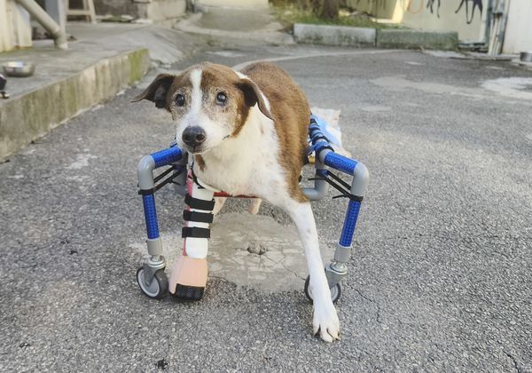 ▲志工用水管打造狗狗輪椅　殘障米克斯「終於站起來」開心笑了。（圖／新北動保處）